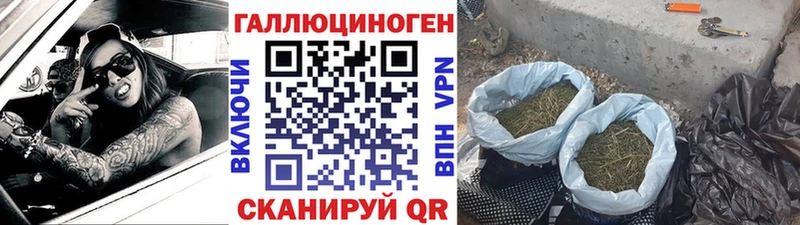 Псилоцибиновые грибы Psilocybe  Почеп 